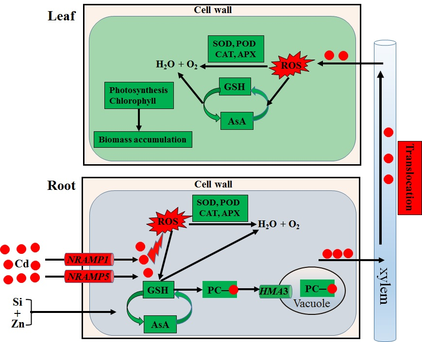 ���ֶ���������